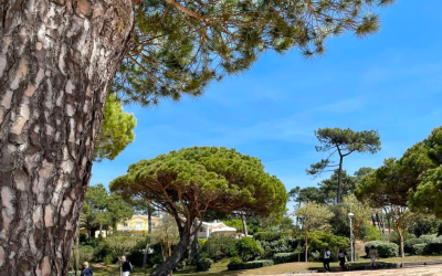 Boostez votre visibilité locale avec idées d’articles estivaux moulleau arcachon